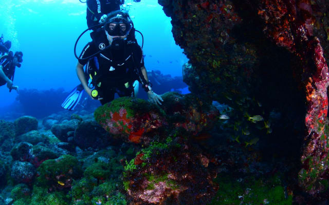 Fernando de Noronha Diving Experience