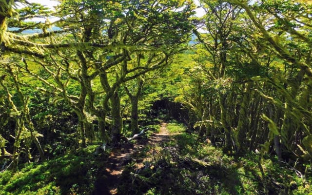 Magallanes National Reserve Hiking Tour