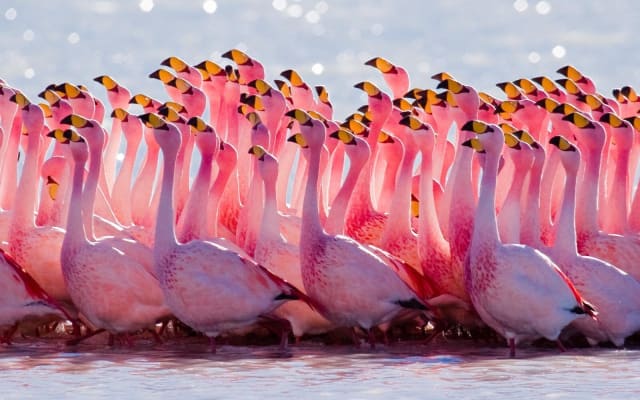 Laguna del Toro Flamingo-Watching 4WD Tour