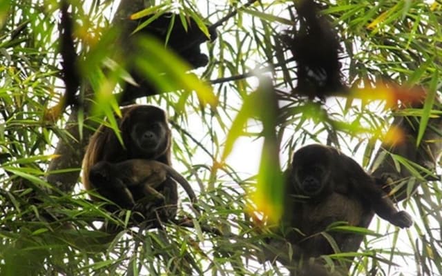 Wet Forest Tour in Machalilla National Park