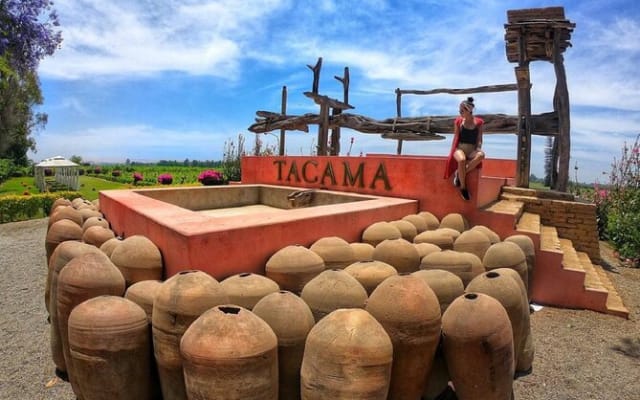 Pisco Wineries and Vineyards Day Tour
