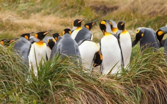 King Penguin Park Private Tour
