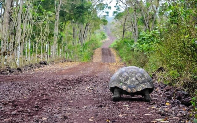 Quito and Galapagos 5-Day Adventure
