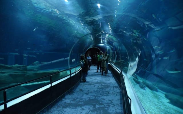 Aquario & Olympic Boulevard Tour