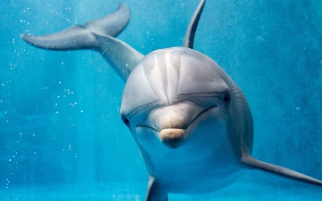 Dolphin House Snorkeling Adventure