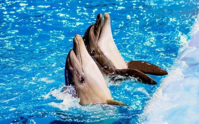 Dolphin Swim Experience in Sharm El Sheikh