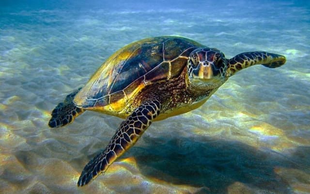 Abu Dabbab Private Snorkeling Trip