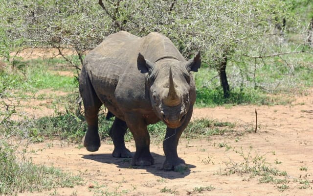 Stanley and Livingstone Big 5 Safari