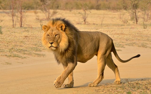 Hluhluwe-Imfolozi Open Vehicle Wildlife Adventure