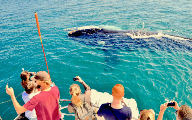 Hermanus Whale Watching & Wine Tour