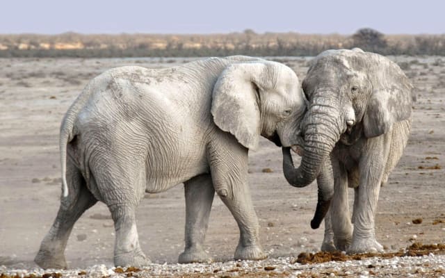 Majestic Elephant and Big 5 Chobe Safari