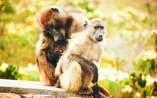 Cape Town Nature and Culture Tour