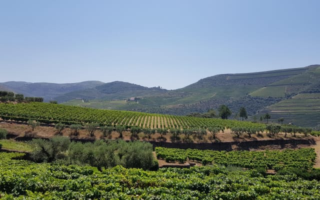 Douro Valley Wine Tour with River Cruise