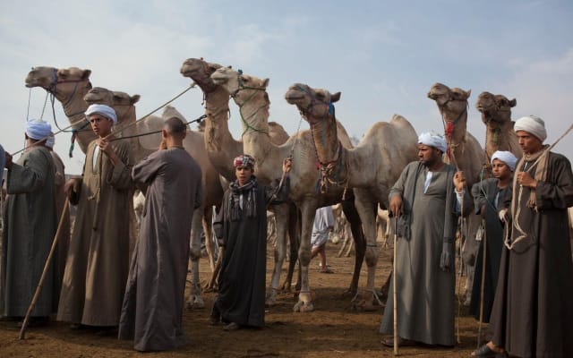Birqash Camel Market Guided Tour