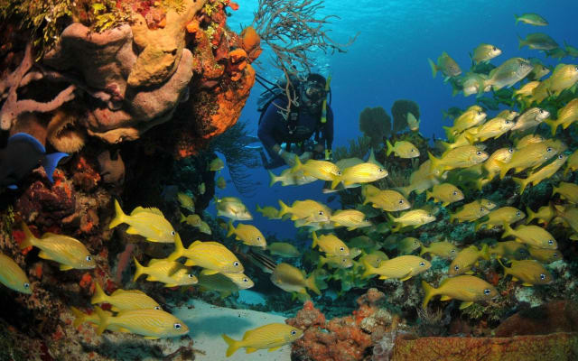 Discover Scuba Diving in Búzios