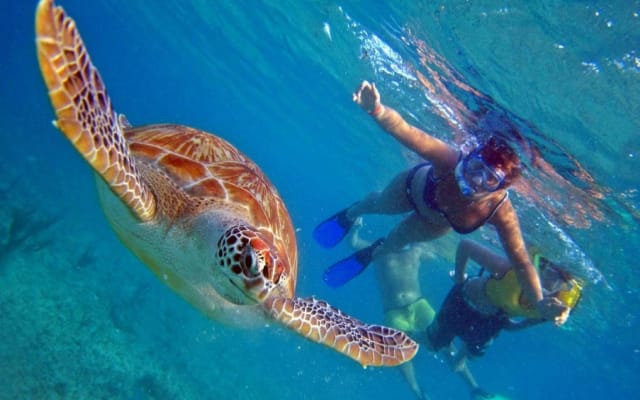 Oahu North Shore Circle Island Tour
