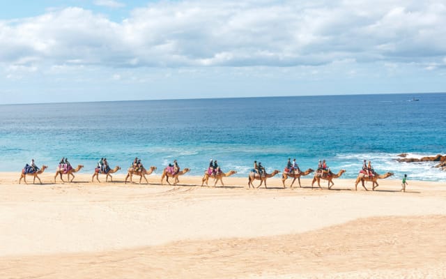 Cabo San Lucas Beach Camel Ride Adventure