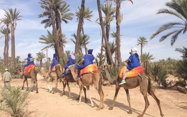 Marrakech Camel Ride Experience