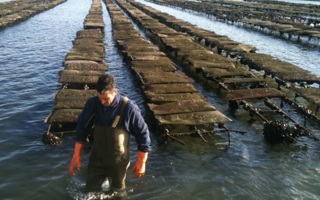 Ria Formosa Islands & Natural Park Tour