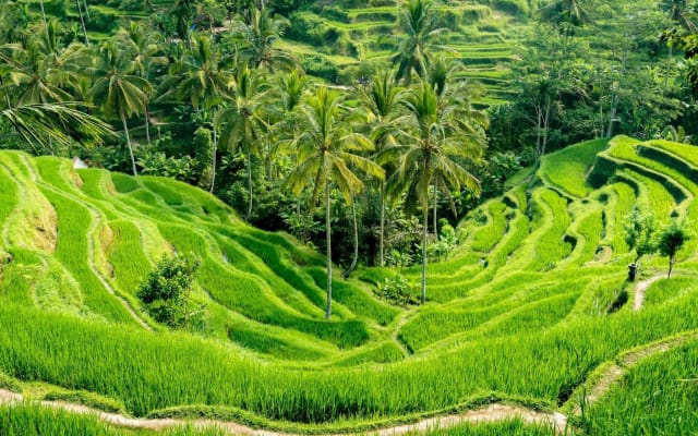Best of Ubud's Highlights Full-Day Tour