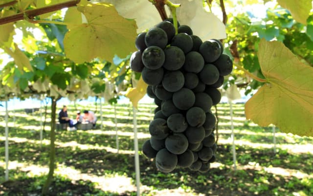 Beijing Private Great Wall & Fruit Picking Tour
