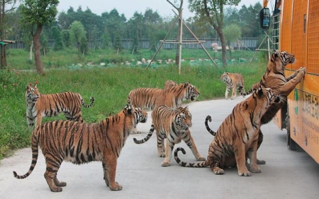Beijing Badaling Wildlife World Private Tour