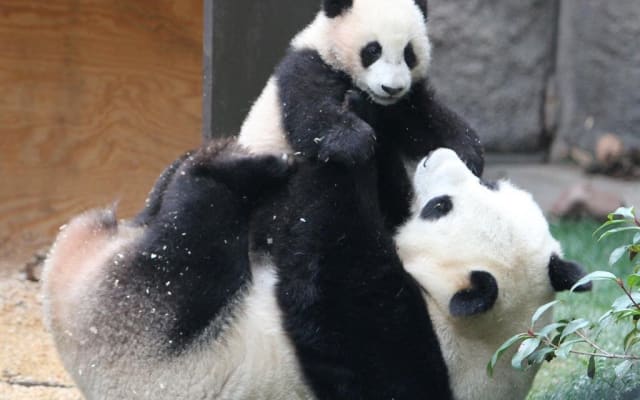 Mutianyu Great Wall & Panda Zoo Tour
