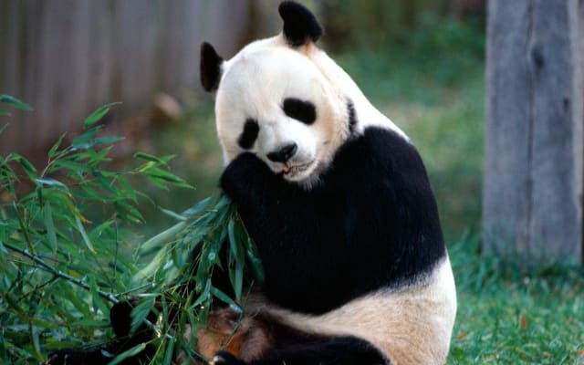Beijing Panda House & Summer Palace Tour