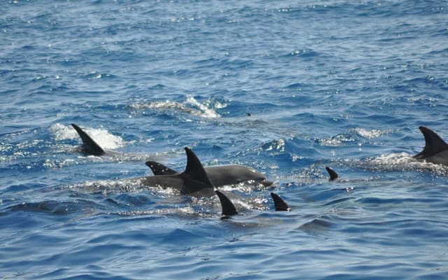El Gouna Dolphin Adventure