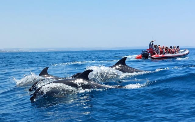 Dolphin Search & Benagil Caves Tour