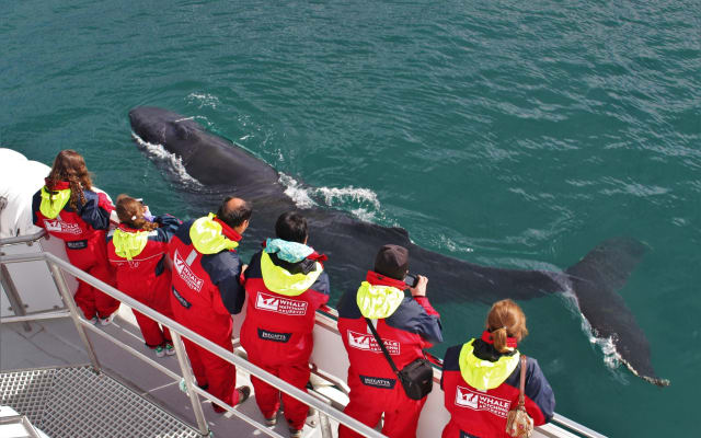 Downtown Akureyri Whale Watching Tour