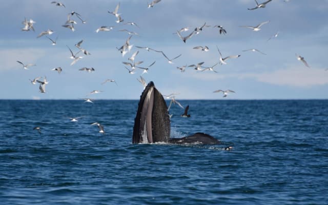 Reykjavik Whale Watching Adventure
