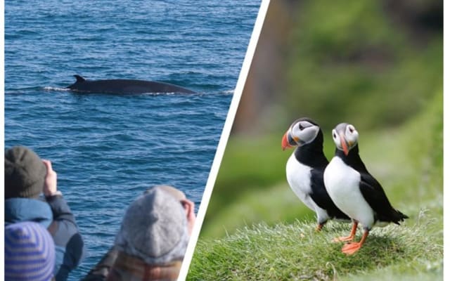 Whale and Puffin Watching Tour