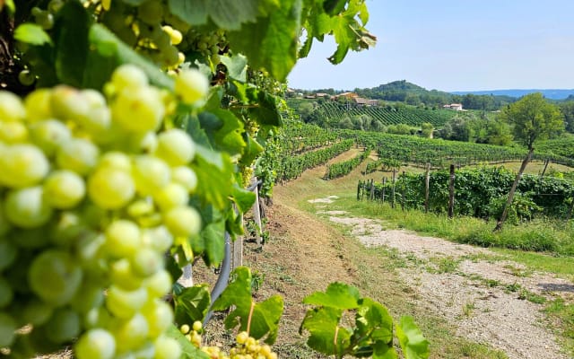 Prosecco Wine Tasting & Lunch Tour from Venice