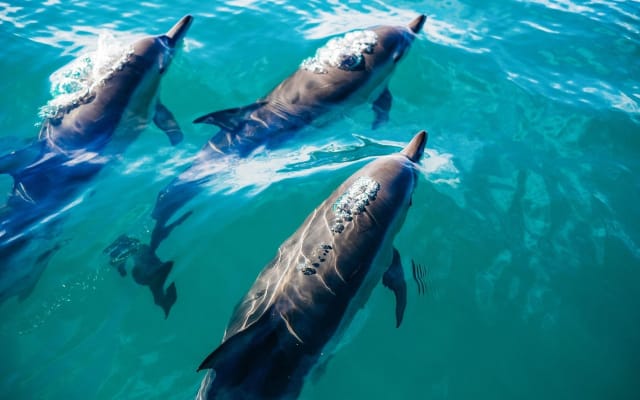 Key West Dolphin Watching Cruise & Snorkeling