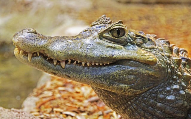 Miami Full-Day Sightseeing Tour with Everglades Airboat Ride