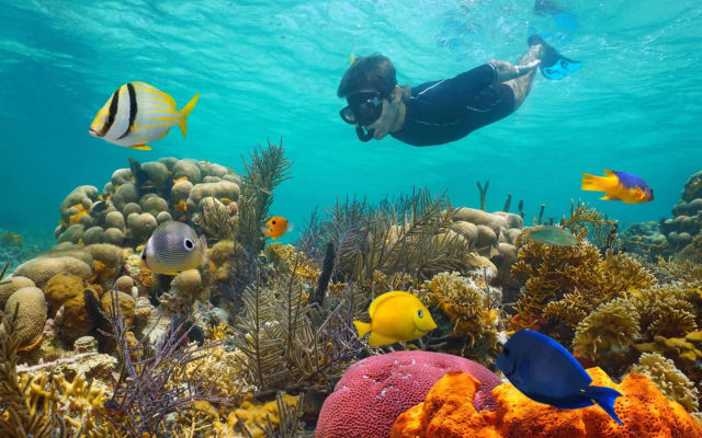 Key West 3-Hour Snorkeling Adventure