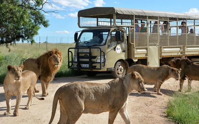 Half-Day Lion Park Safari Tour