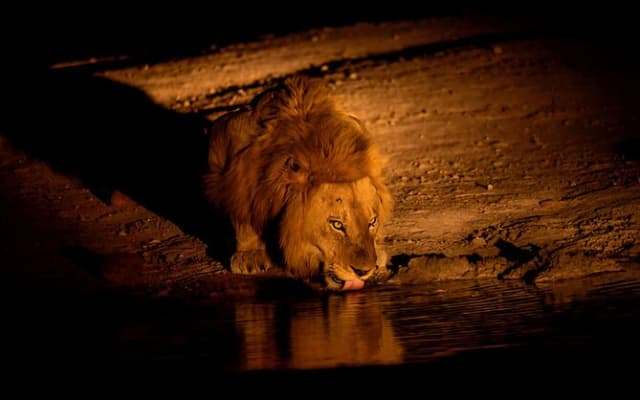 Evening Pilanesberg Night Safari Tour