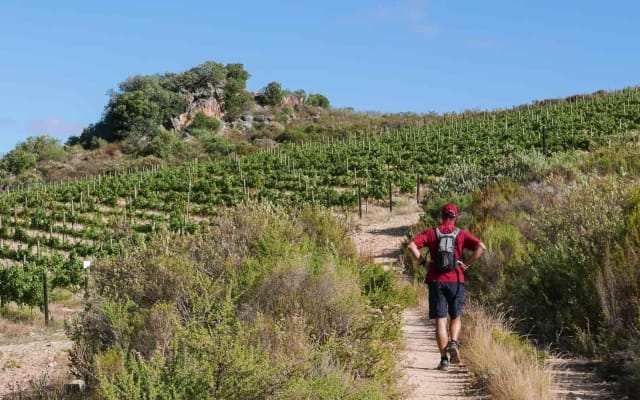 Full-Day Cape Winelands Tour