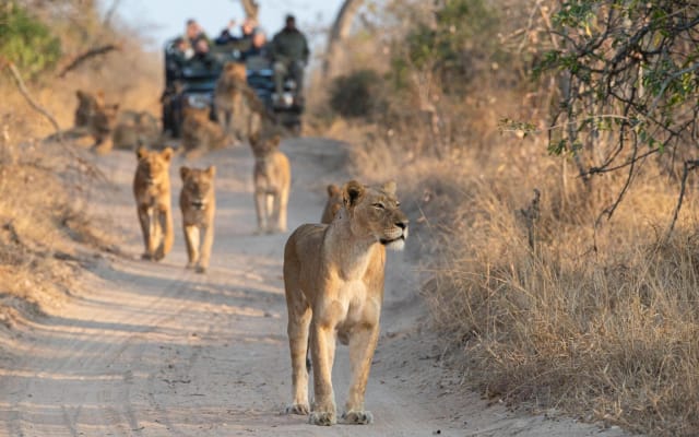 Private Full-Day Kruger Safari from Hoedspruit