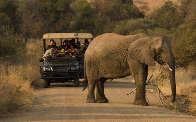 3-Day Pilanesberg Tented Safari Camp