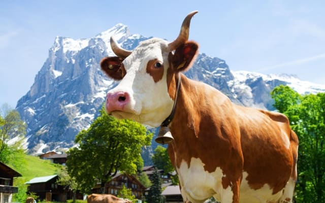 Zurich Chocolate and Cheese Tour