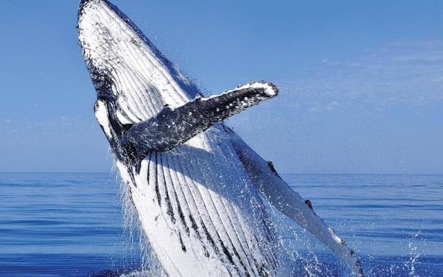 Cabo San Lucas Whale Watching Cruise