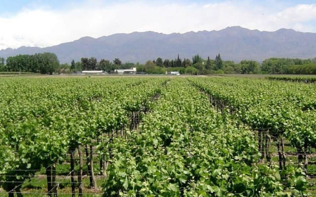 South Wine Route Tour