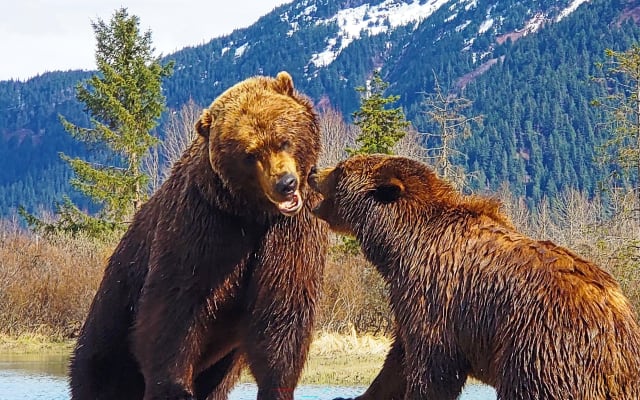Sunset Wilderness Wildlife and Glacier Experience