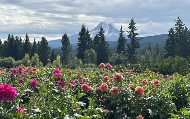 Mount Hood Day Trip from Portland