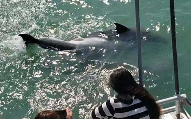 South Padre Island Dolphin Watch Eco Tour