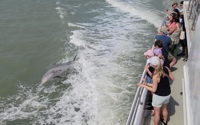 Sunset Dolphin Watch Tour