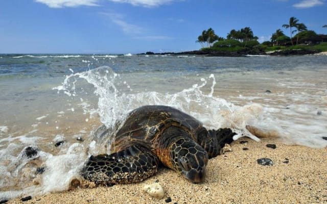 Kona Shore Excursion: Sea Turtles, Historic Kona & Coffee